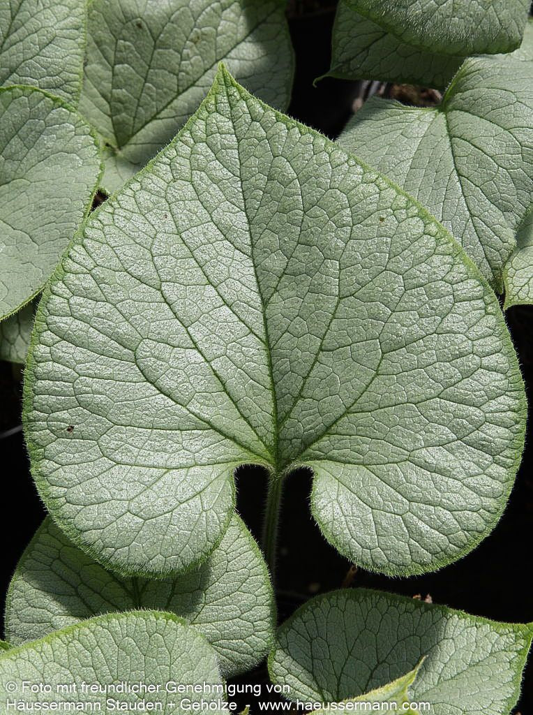 Kaukasusvergissmeinnicht 'Looking Glass' (Brunnera macrophylla)