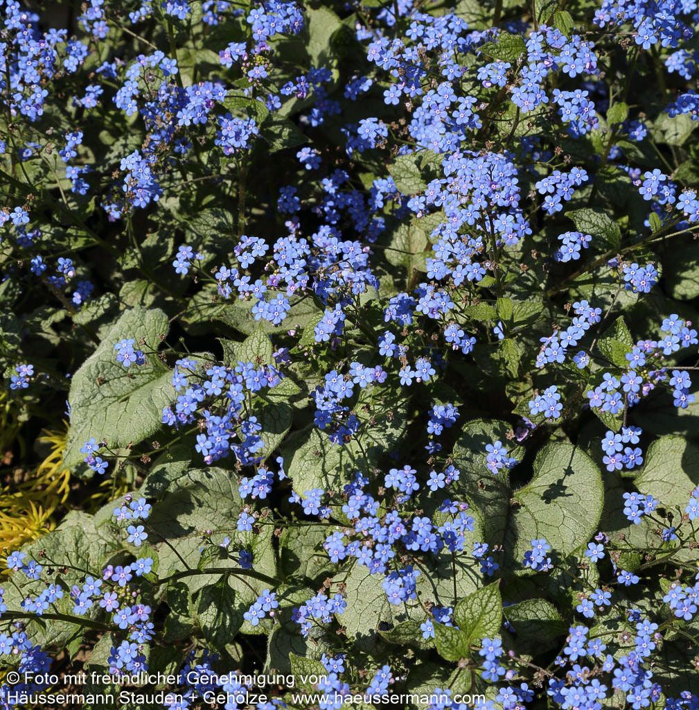 Kaukasusvergissmeinnicht 'Looking Glass' (Brunnera macrophylla)