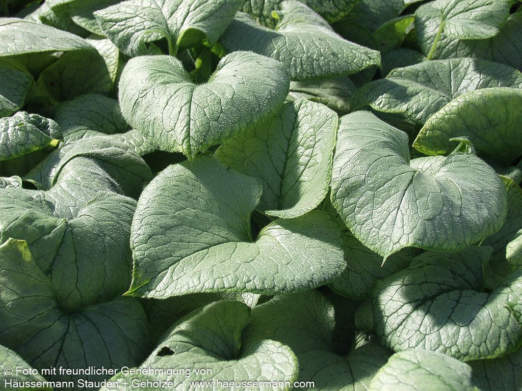 Kaukasusvergissmeinnicht 'Looking Glass' (Brunnera macrophylla)