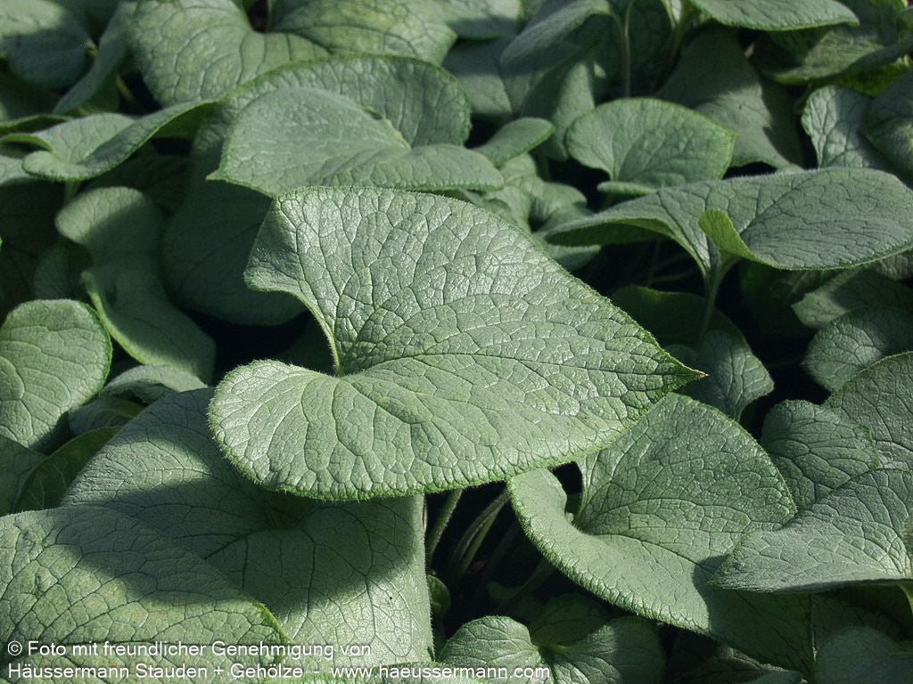 Kaukasusvergissmeinnicht 'Looking Glass' (Brunnera macrophylla)