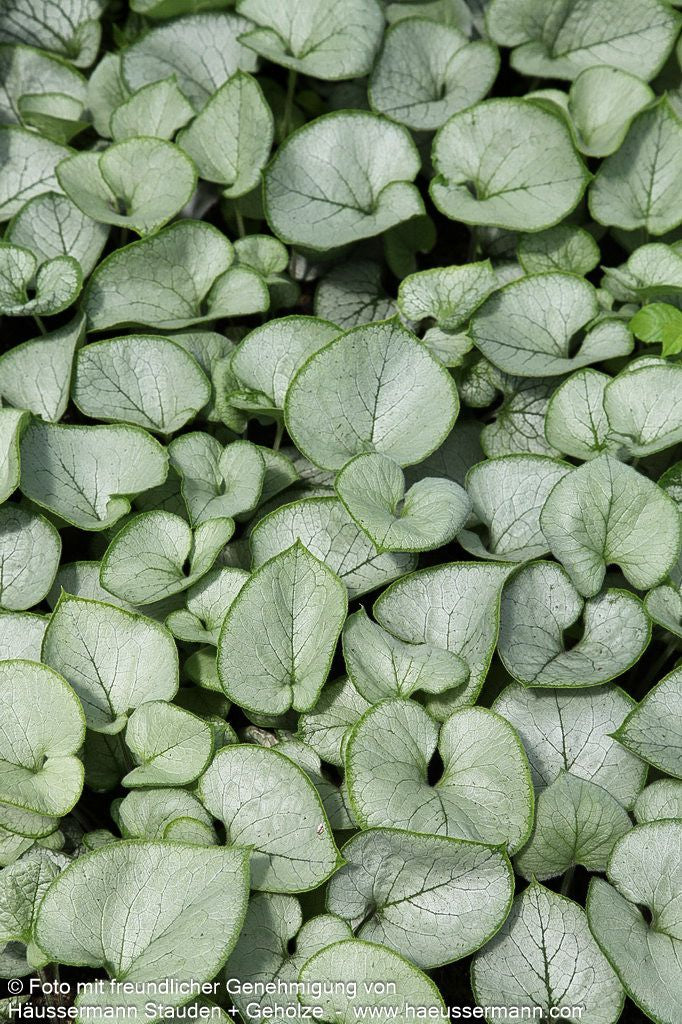 Kaukasusvergissmeinnicht 'Looking Glass' (Brunnera macrophylla)
