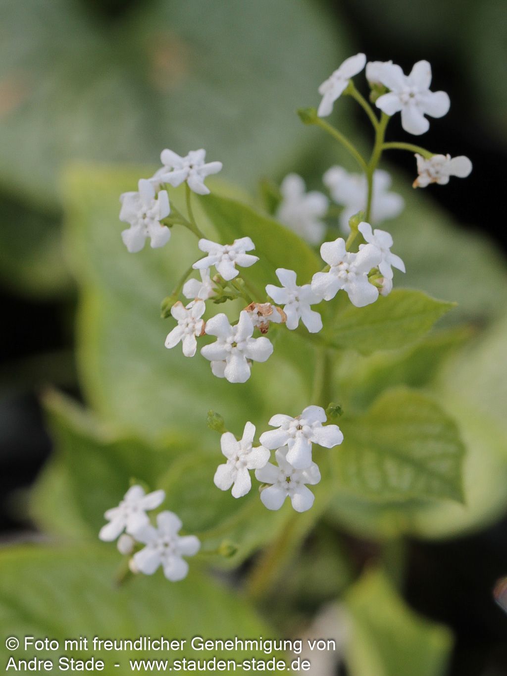 Kaukasusvergissmeinnicht 'Mr Morse' (Brunnera macrophylla)