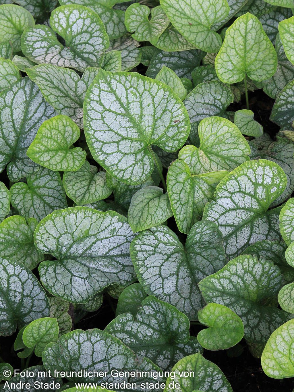 Kaukasusvergissmeinnicht 'Mr Morse' (Brunnera macrophylla)