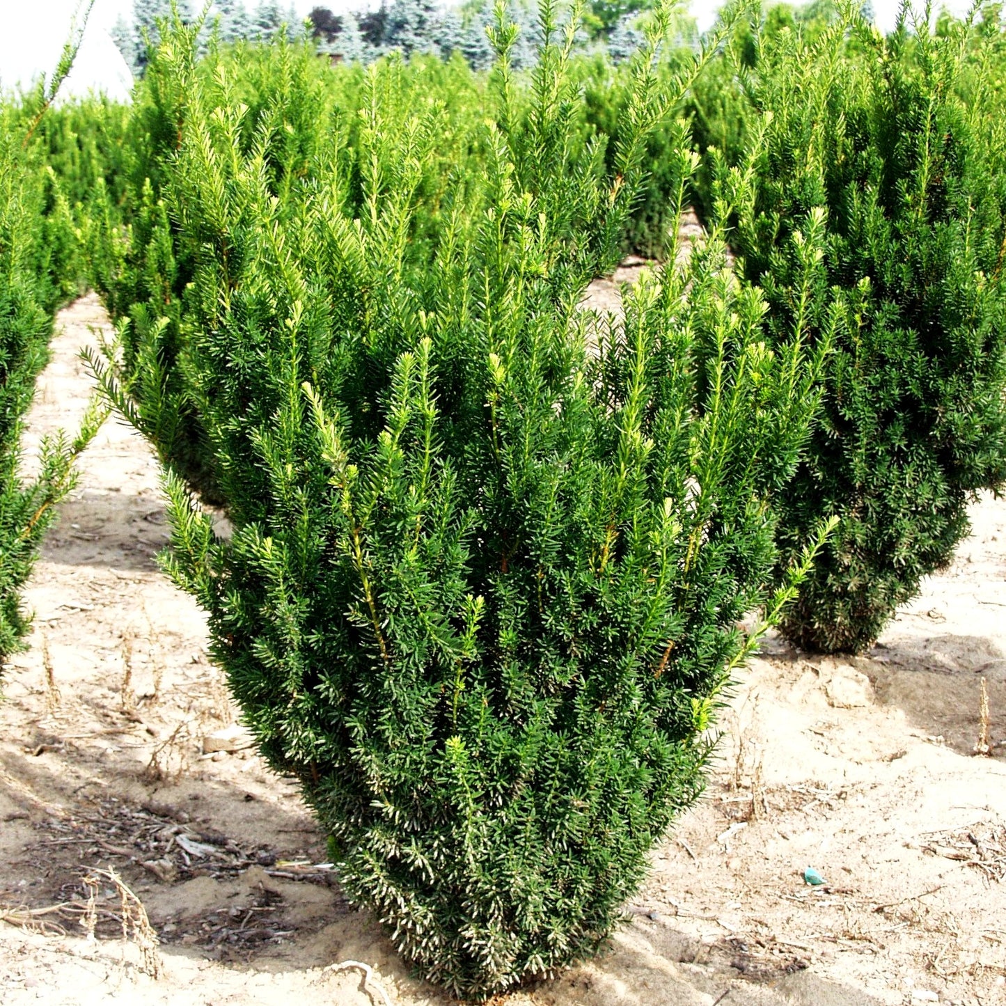 Kegel-Eibe 'Hillii' (Taxus media)
