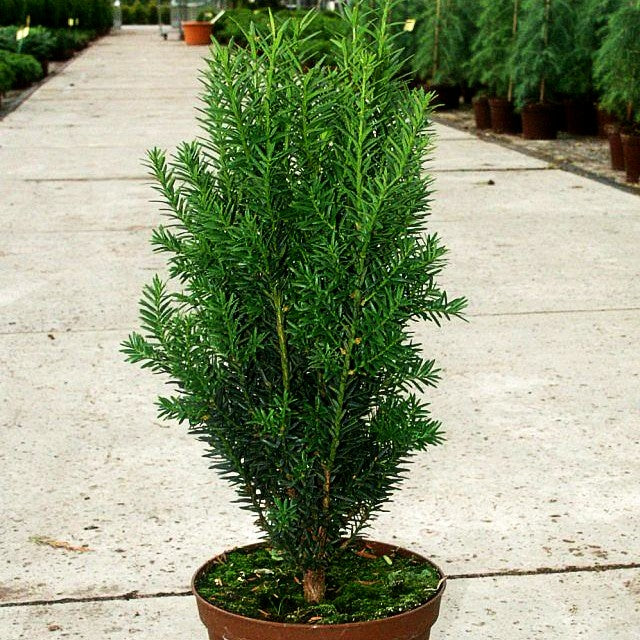 Kegel-Eibe 'Hillii' (Taxus media)