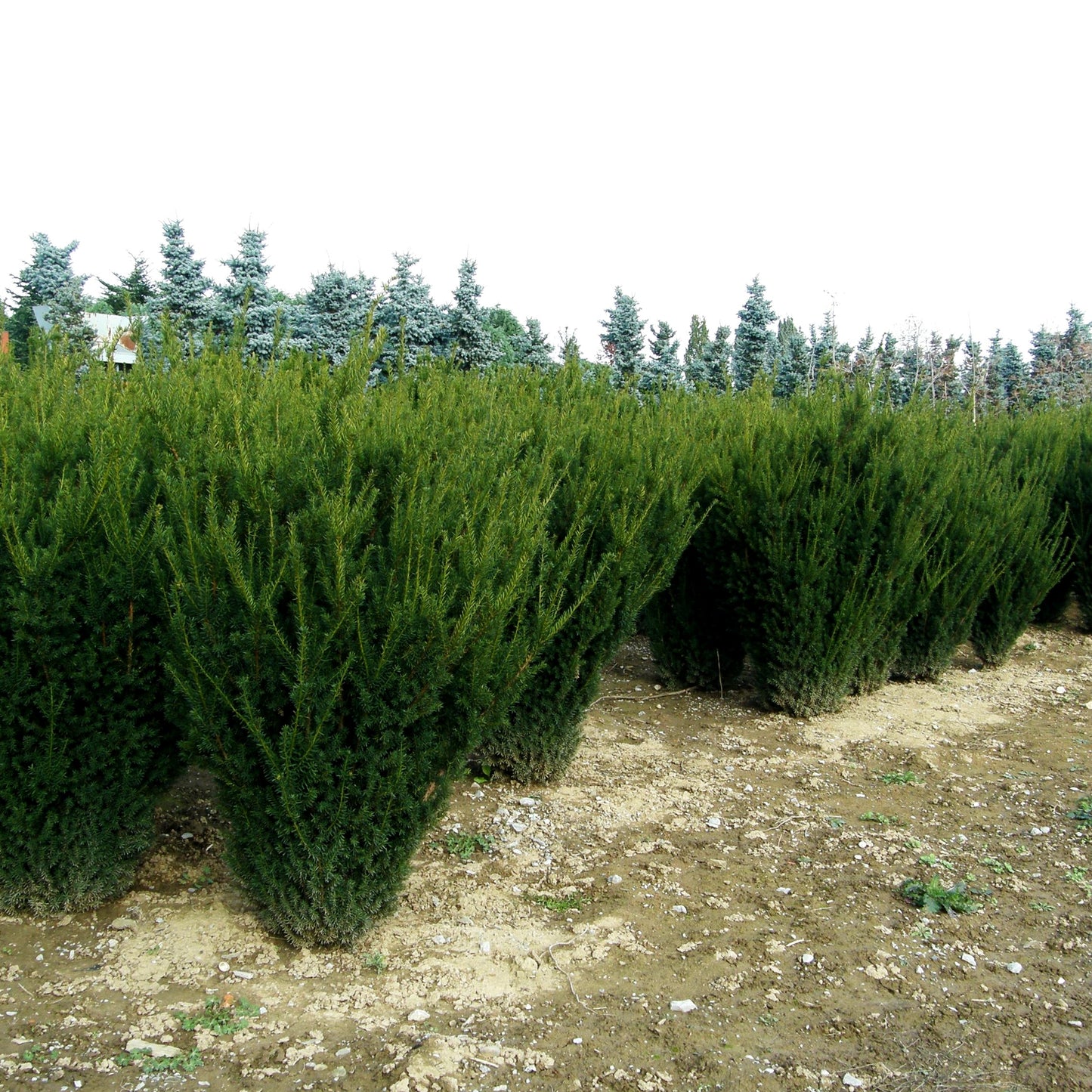 Kegel-Eibe 'Hillii' (Taxus media)