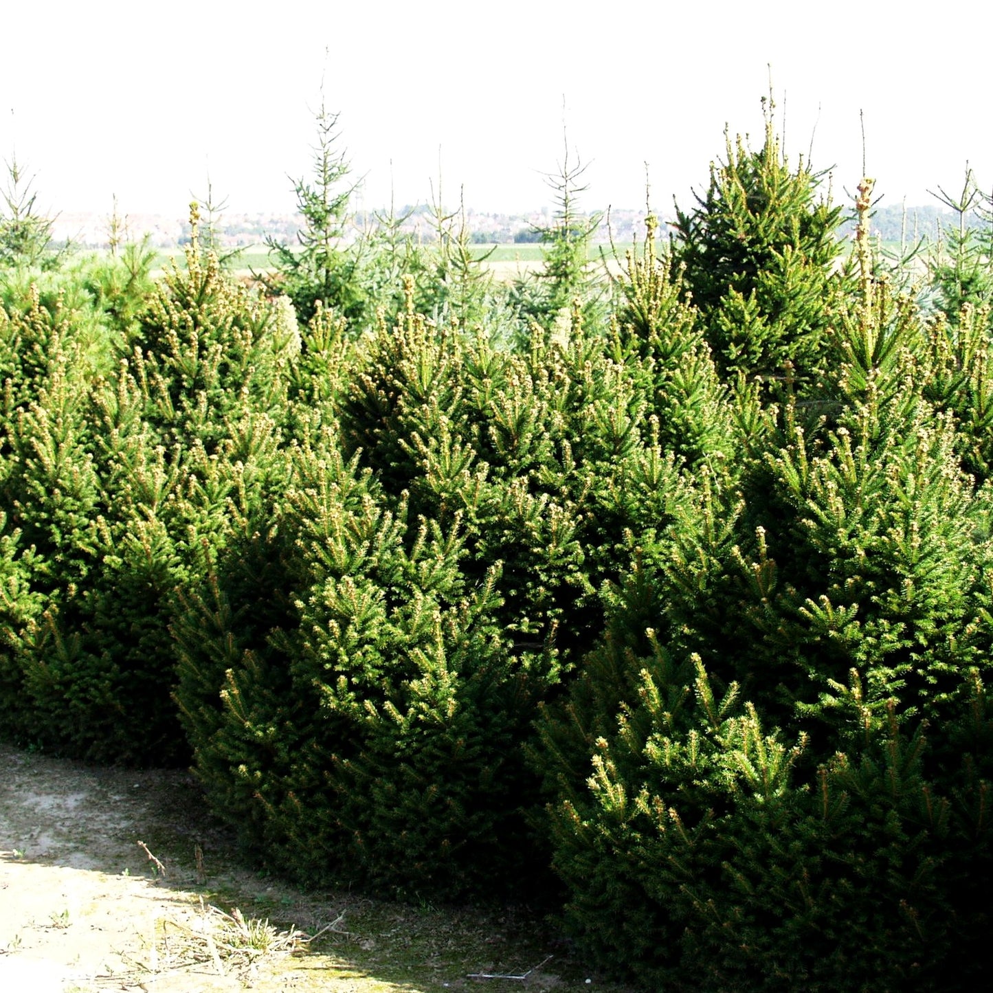 Kegel-Fichte 'Ohlendorffii' (Picea abies)