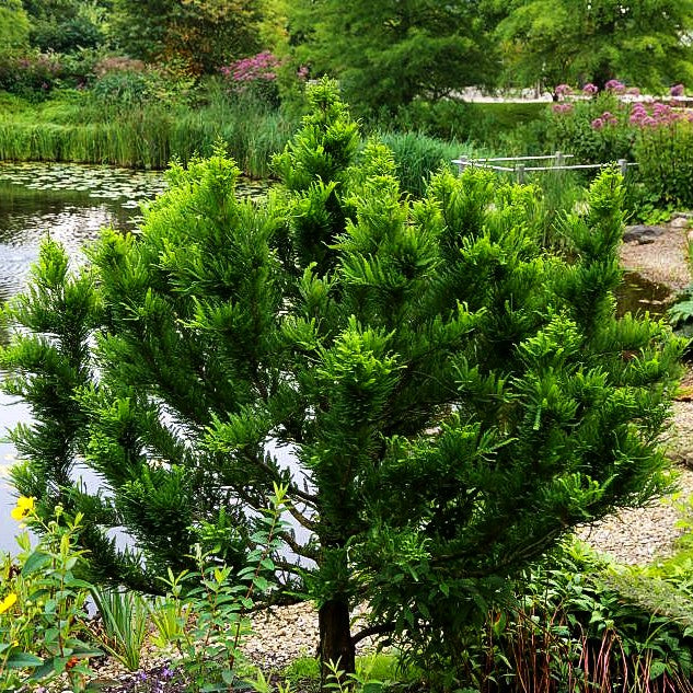 Kegelige Sumpfzypresse 'Peve Minaret' (Taxodium distichum)