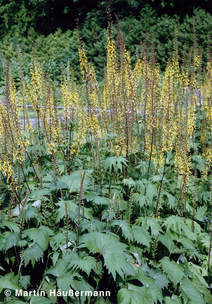 Kerzen-Goldkolben (Ligularia przewalskii)