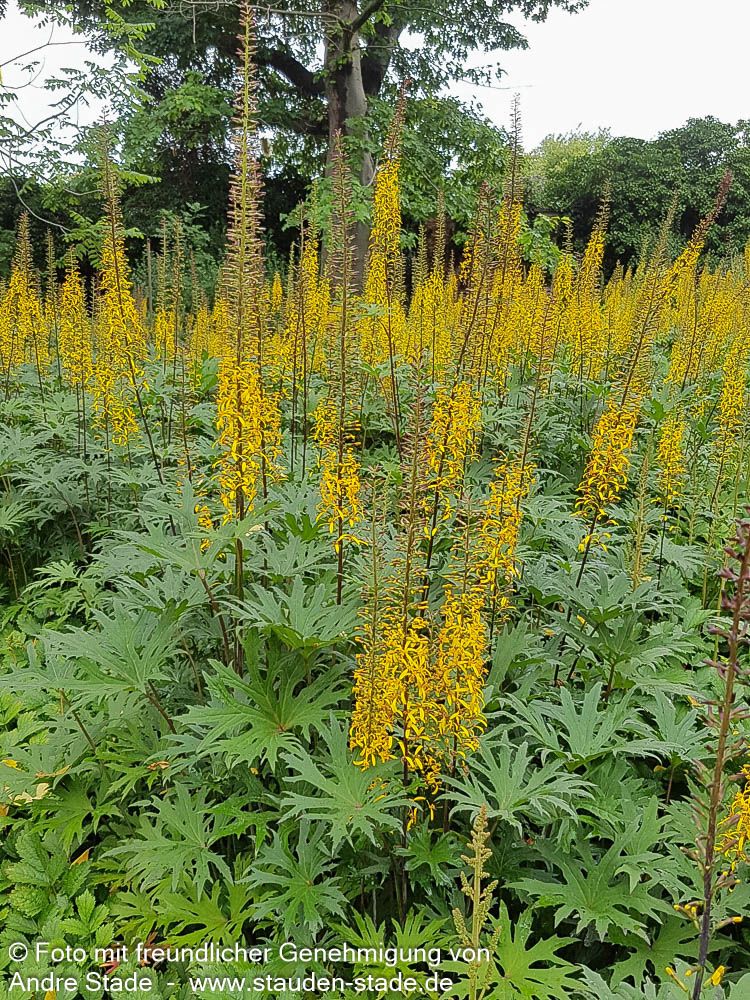 Kerzen-Goldkolben (Ligularia przewalskii)