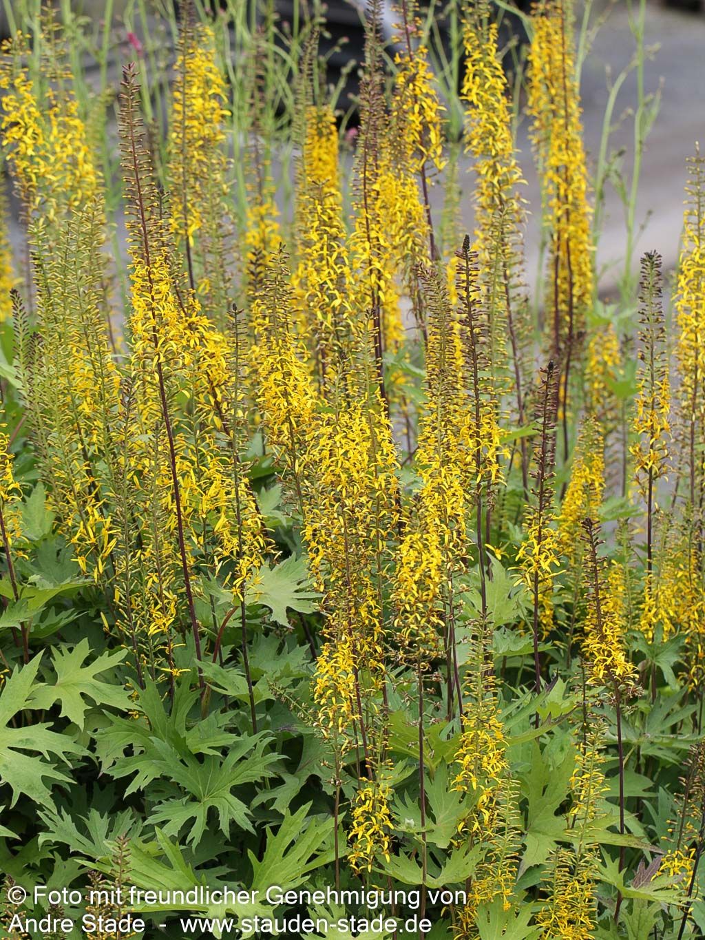 Kerzen-Goldkolben (Ligularia przewalskii)