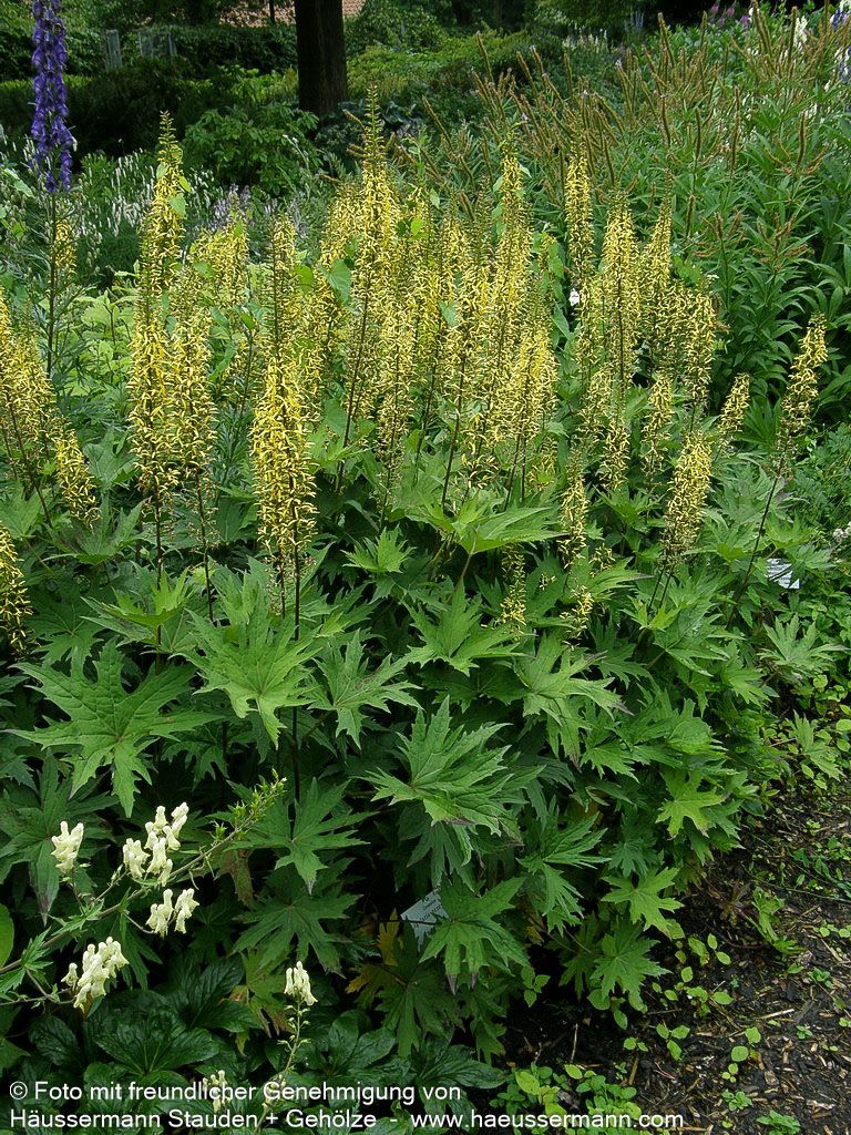 Kerzen-Goldkolben (Ligularia przewalskii)