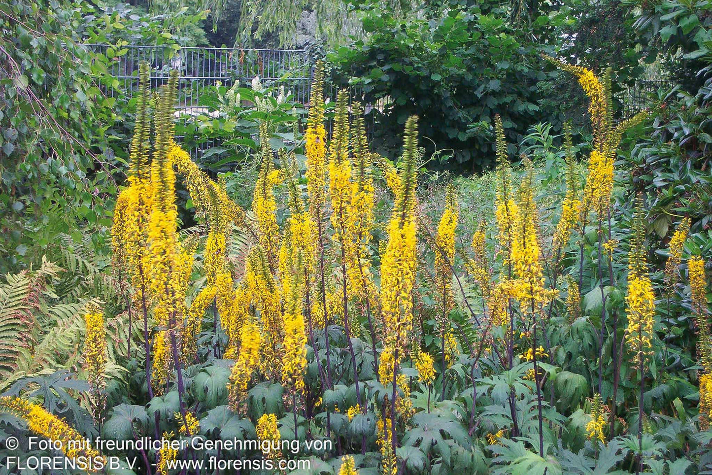 Kerzen-Goldkolben (Ligularia przewalskii)