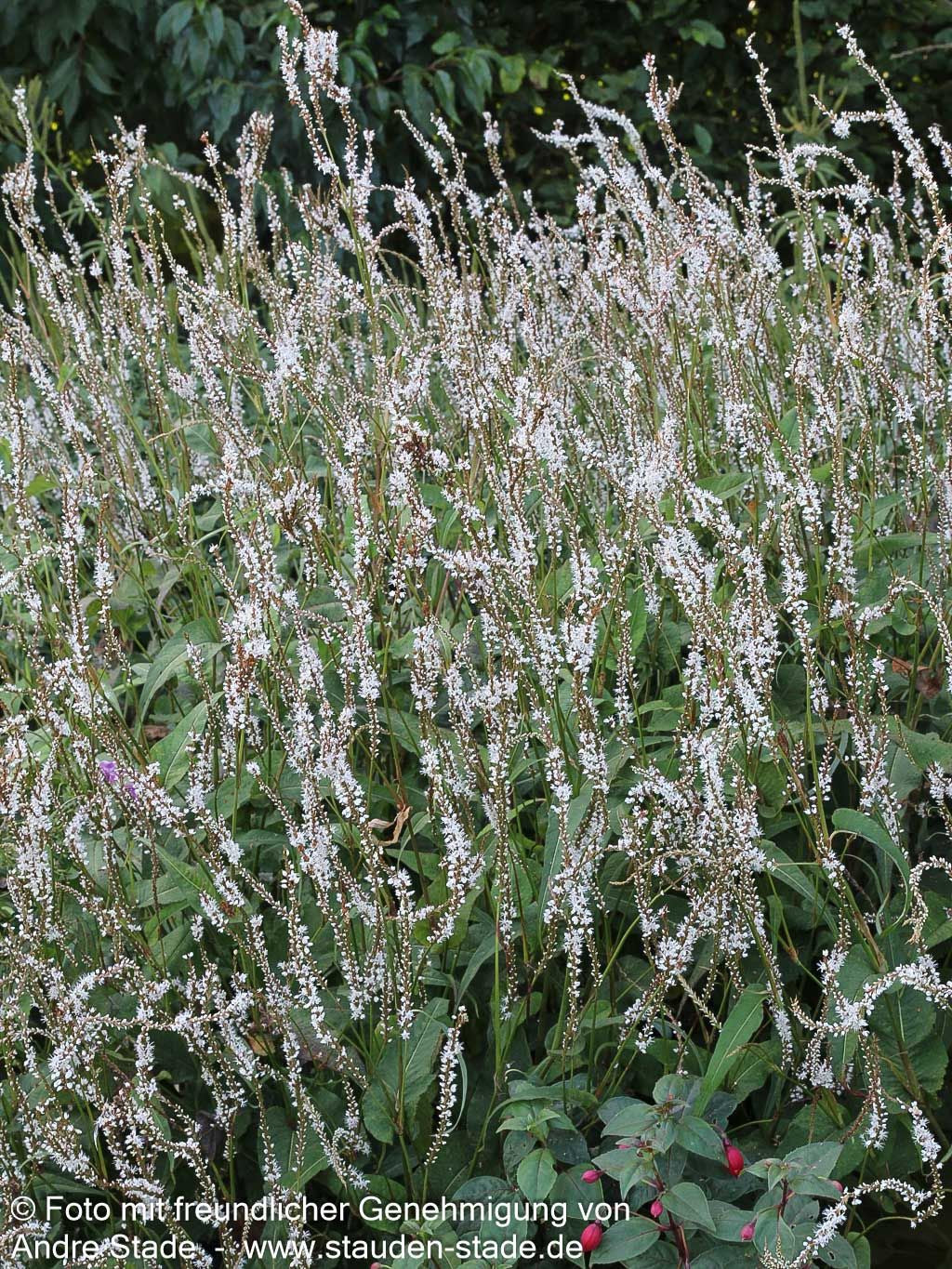 Kerzenknöterich 'Alba' (Persicaria amplexicaulis)