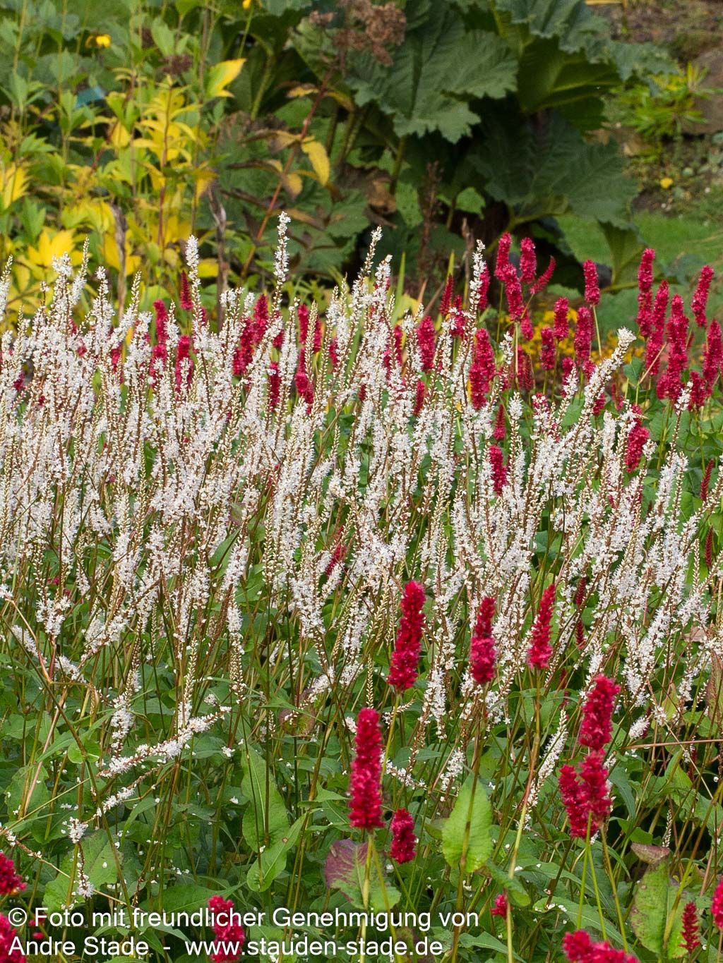 Kerzenknöterich 'Alba' (Persicaria amplexicaulis)