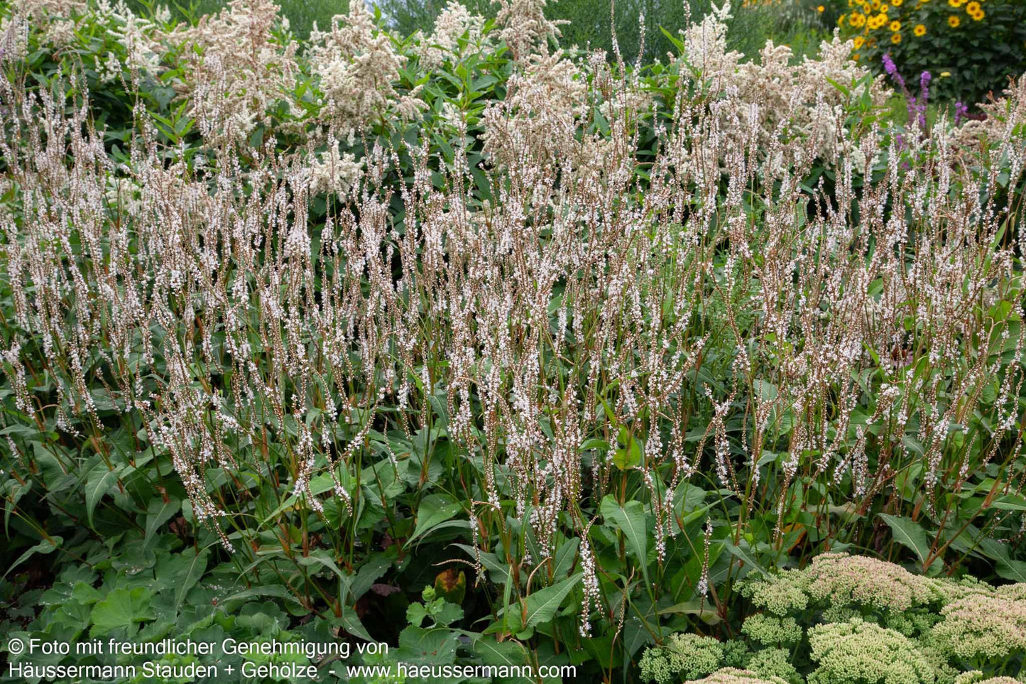 Kerzenknöterich 'Alba' (Persicaria amplexicaulis)