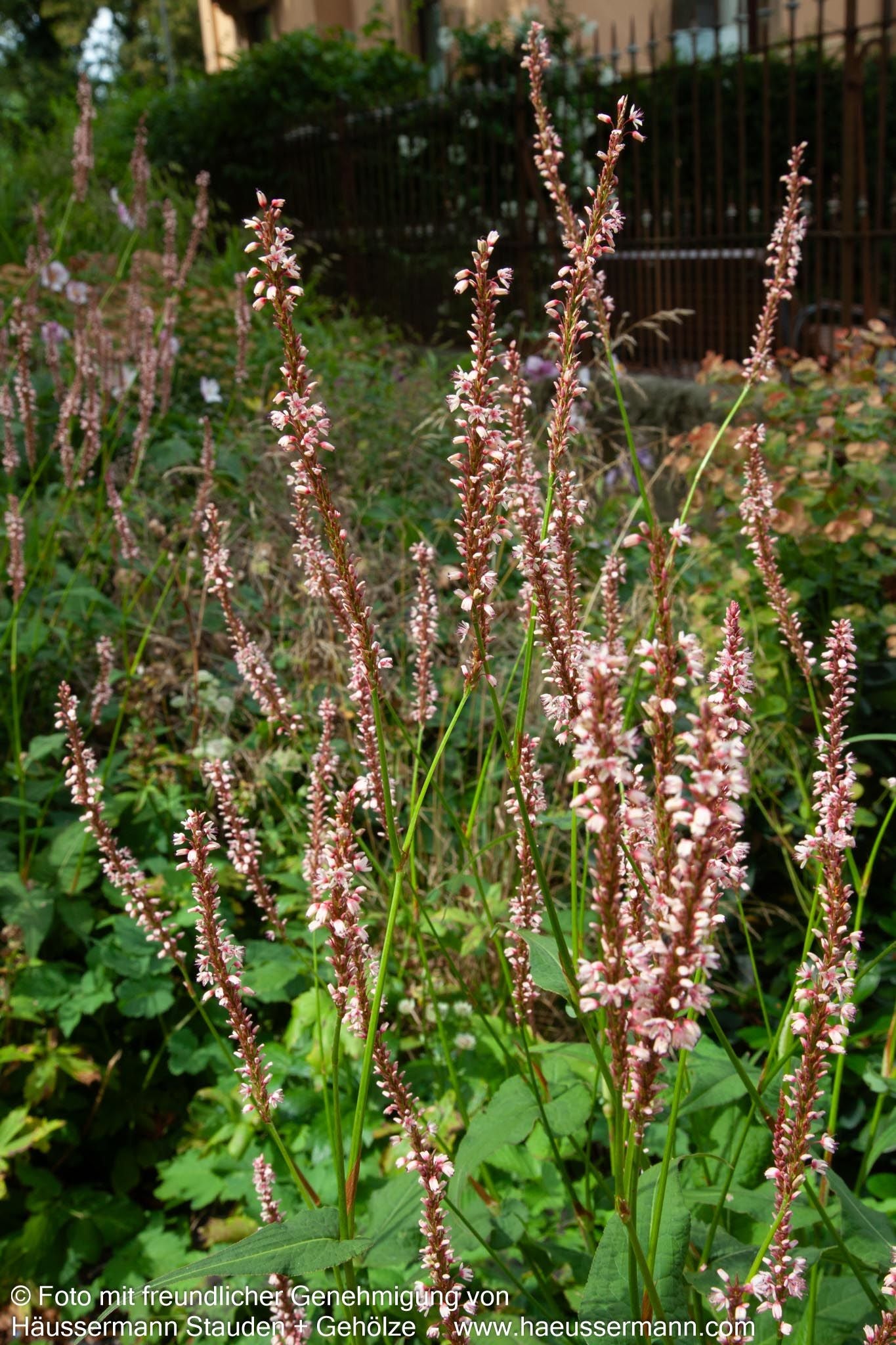Kerzenknöterich 'Alba' (Persicaria amplexicaulis)