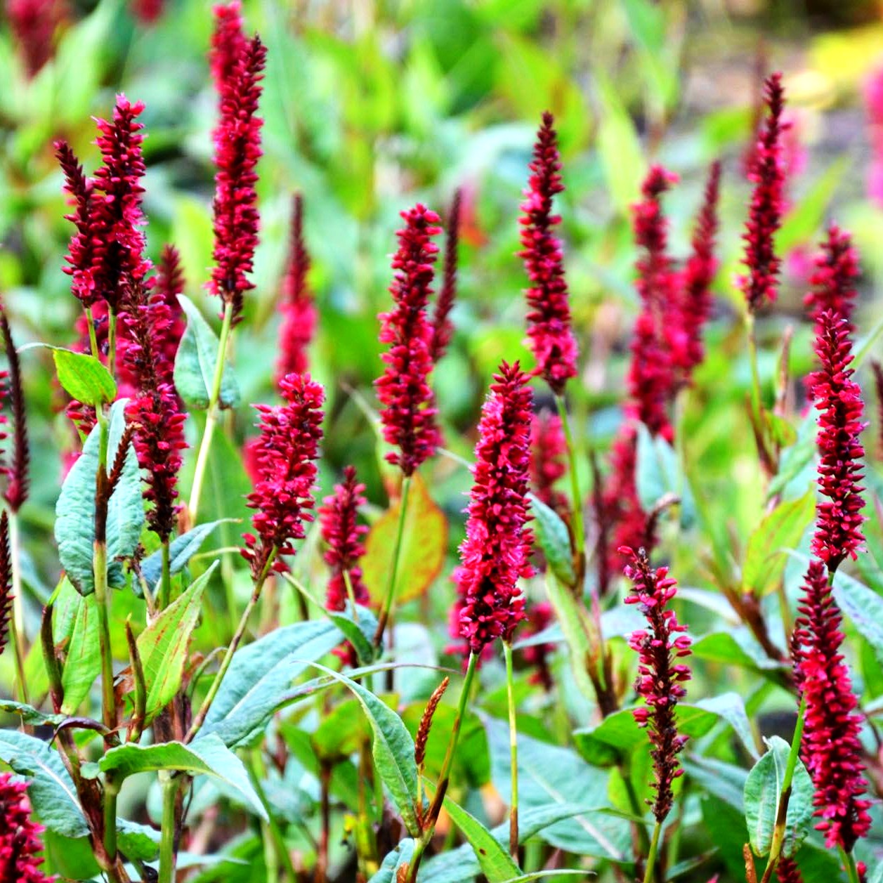 Kerzenknöterich 'Blackfield' (Persicaria amplexicaulis)