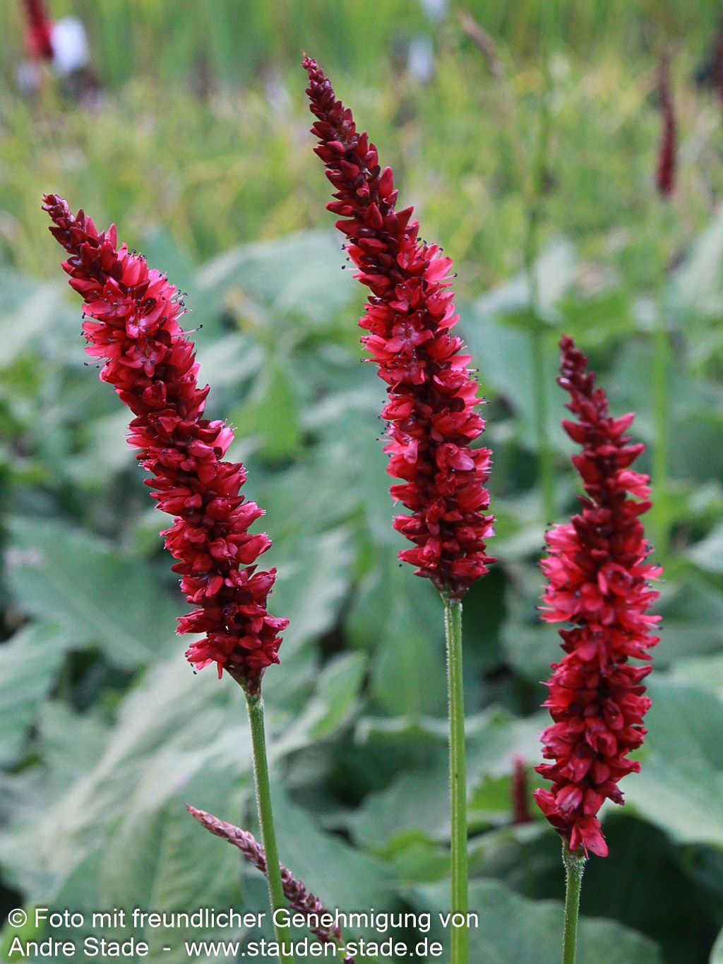 Kerzenknöterich 'Fat Domino' (Persicaria amplexicaulis)