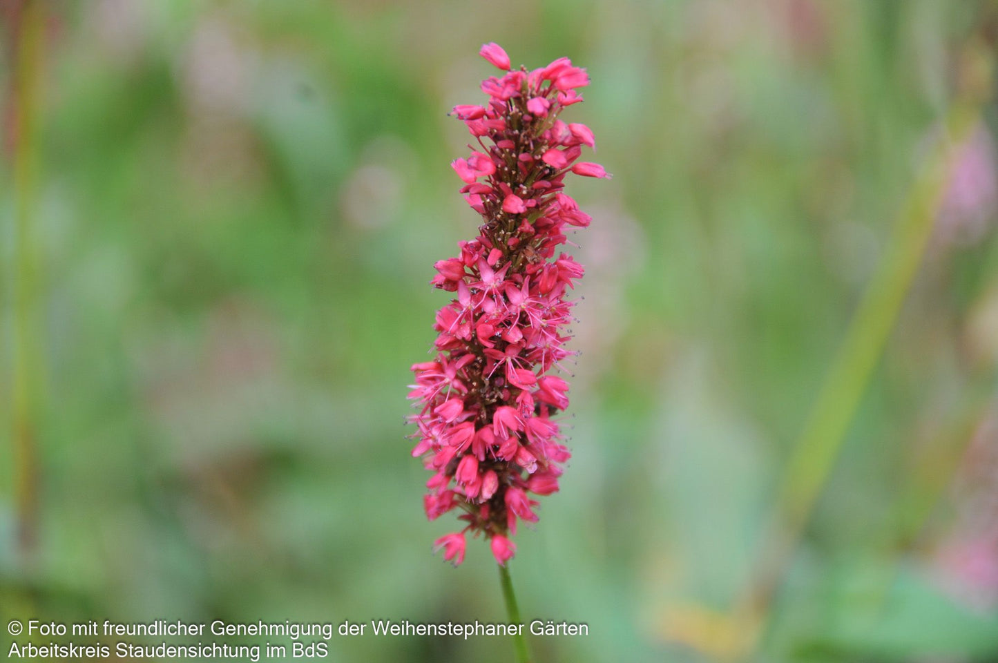 Kerzenknöterich 'Fat Domino' (Persicaria amplexicaulis)