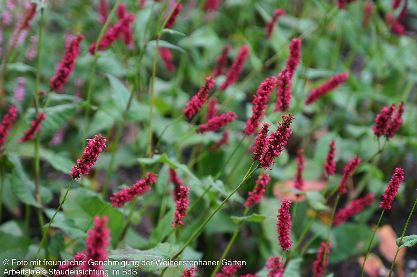Kerzenknöterich 'Fat Domino' (Persicaria amplexicaulis)