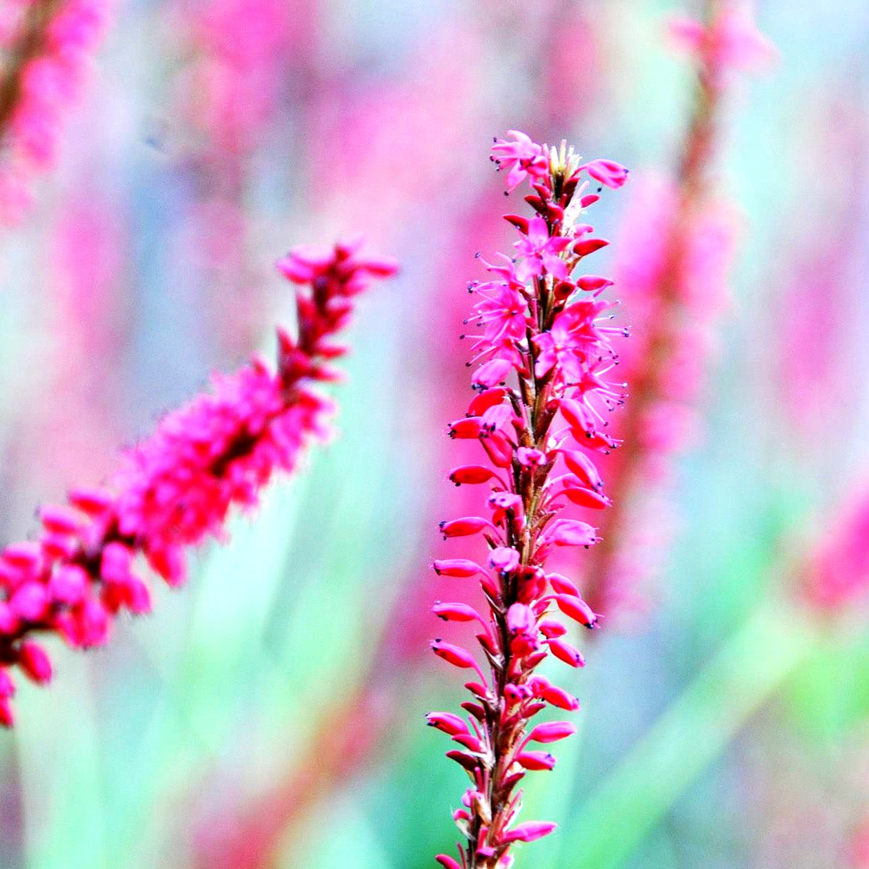 Kerzenknöterich 'Firedance' (Persicaria amplexicaulis)