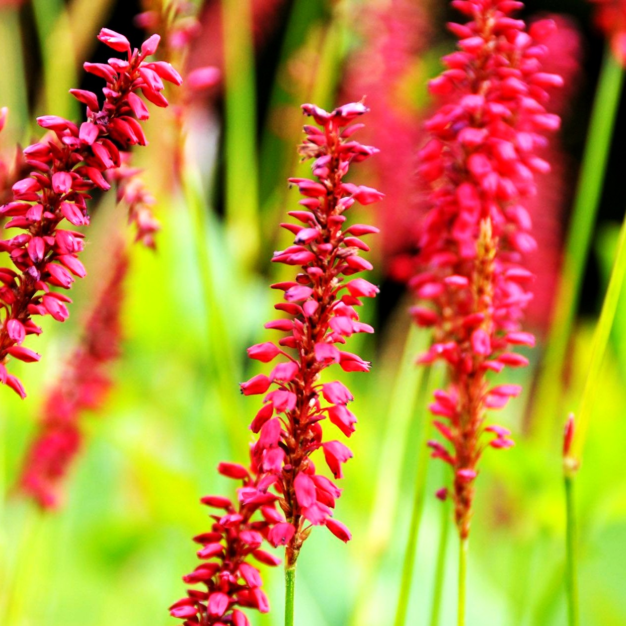 Kerzenknöterich 'JS Caliente' (Persicaria amplexicaulis)