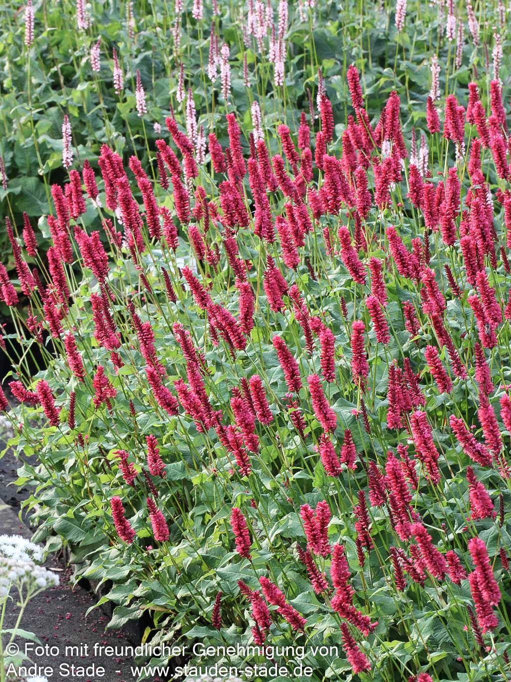 Kerzenknöterich 'JS Calor' (Persicaria amplexicaulis)