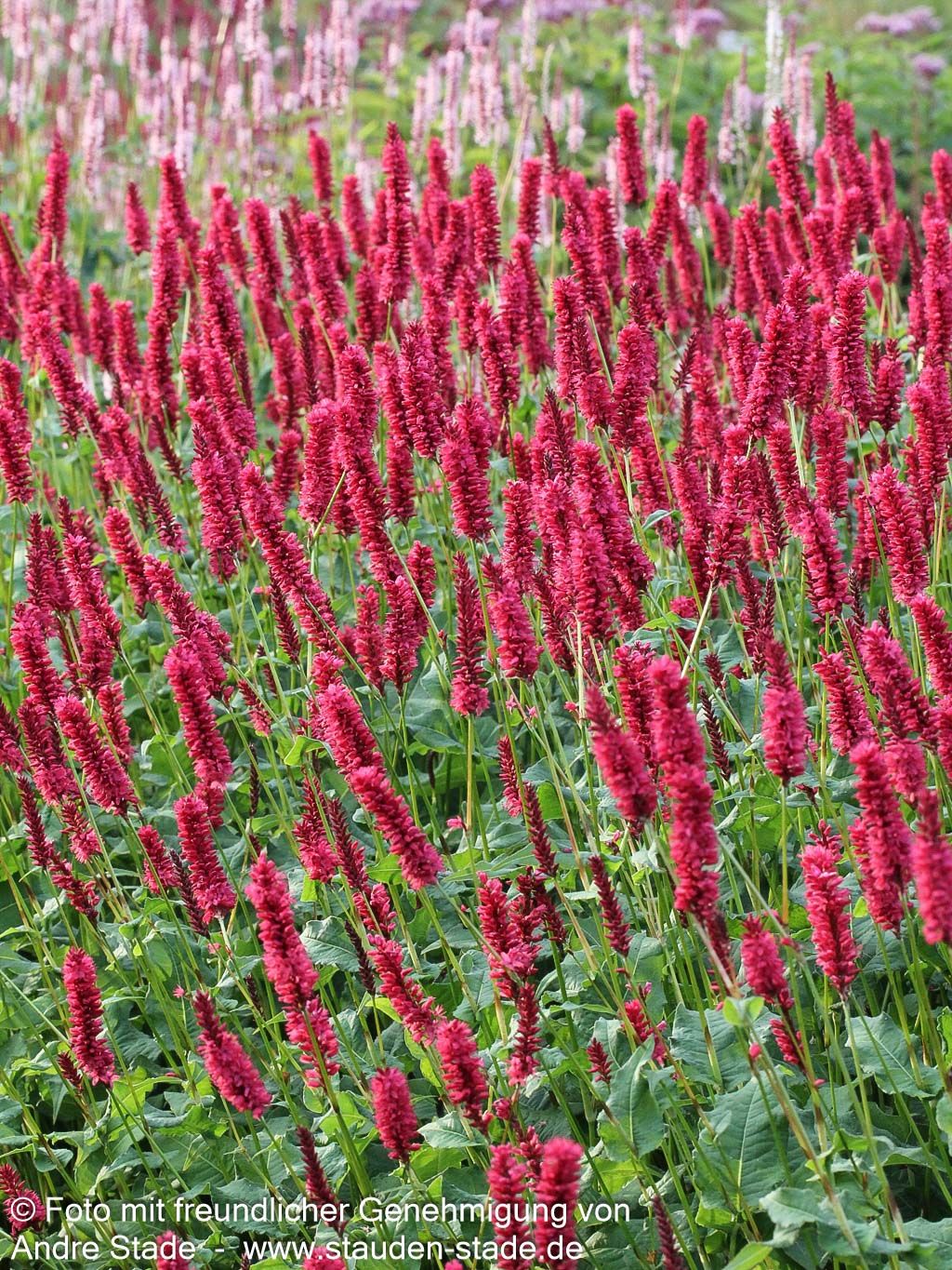 Kerzenknöterich 'JS Calor' (Persicaria amplexicaulis)
