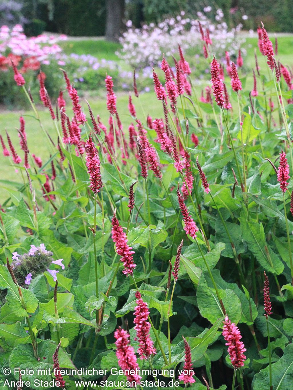 Kerzenknöterich 'JS Calor' (Persicaria amplexicaulis)
