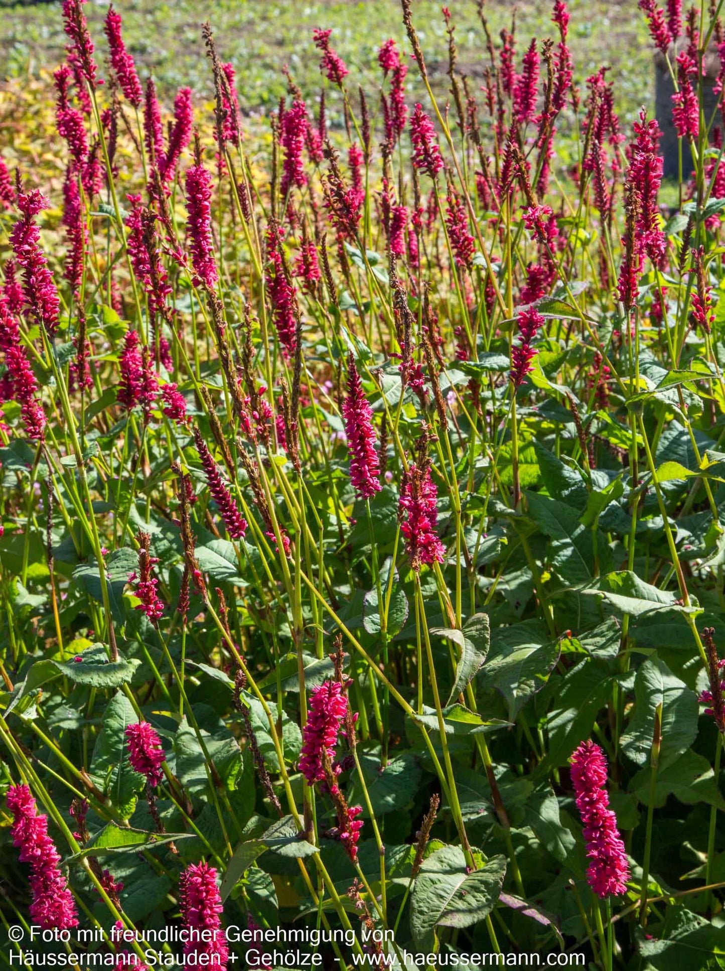Kerzenknöterich 'JS Calor' (Persicaria amplexicaulis)