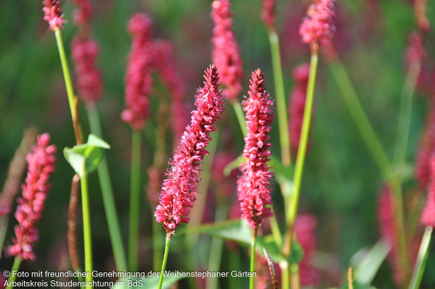 Kerzenknöterich 'JS Calor' (Persicaria amplexicaulis)