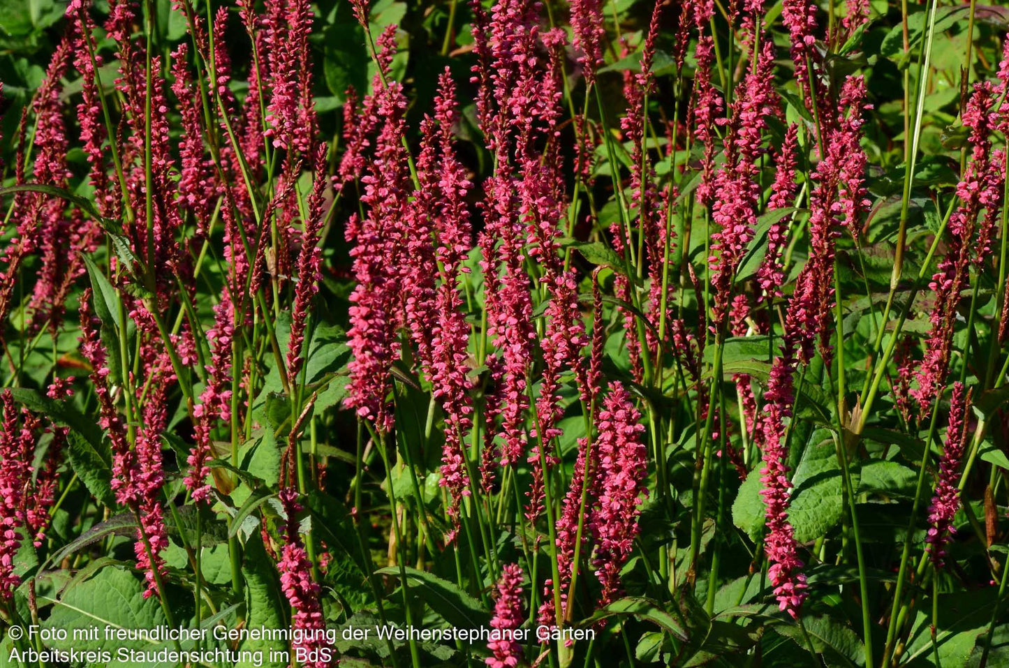Kerzenknöterich 'JS Calor' (Persicaria amplexicaulis)