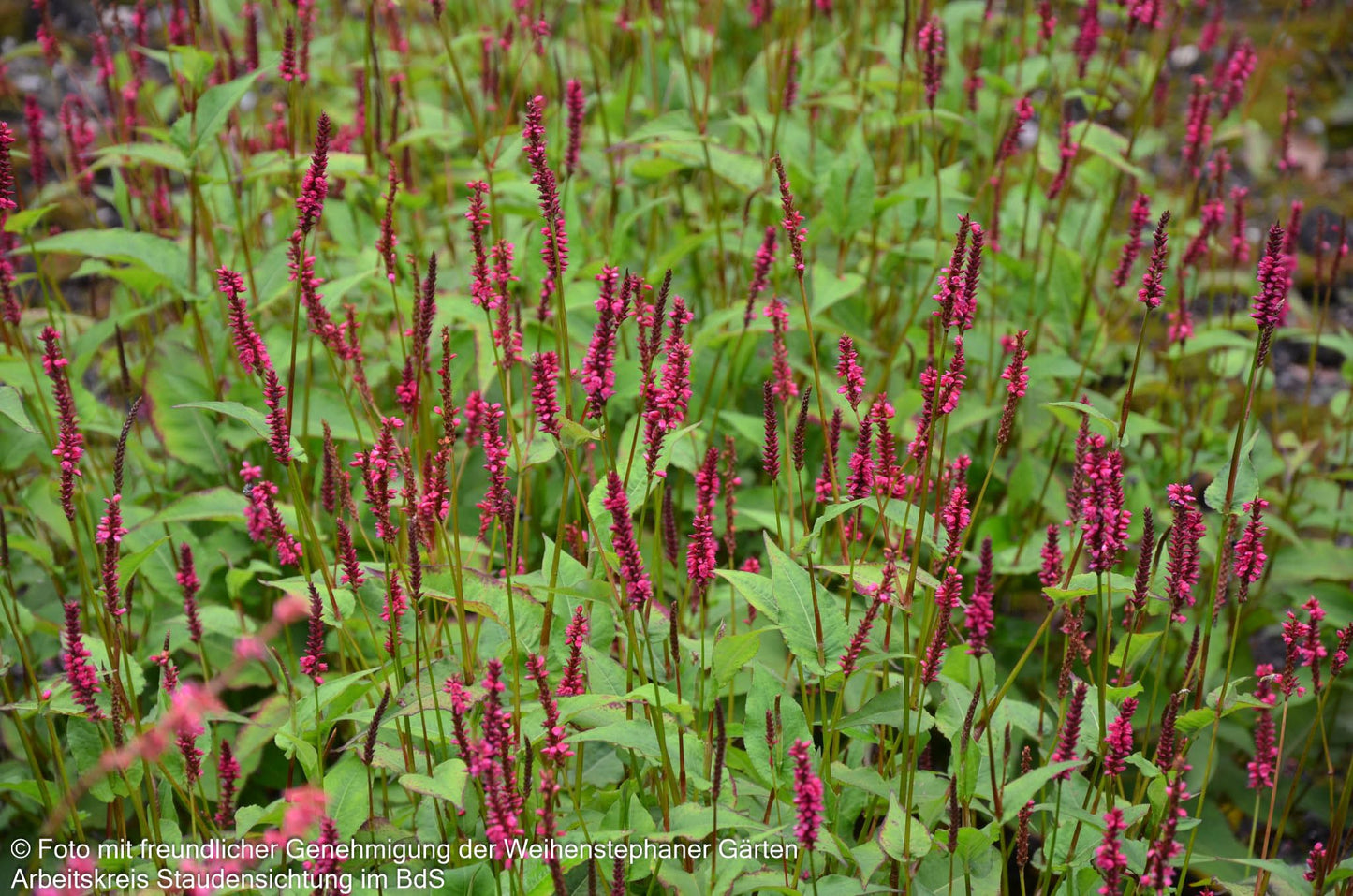 Kerzenknöterich 'Lisan' (Persicaria amplexicaulis)