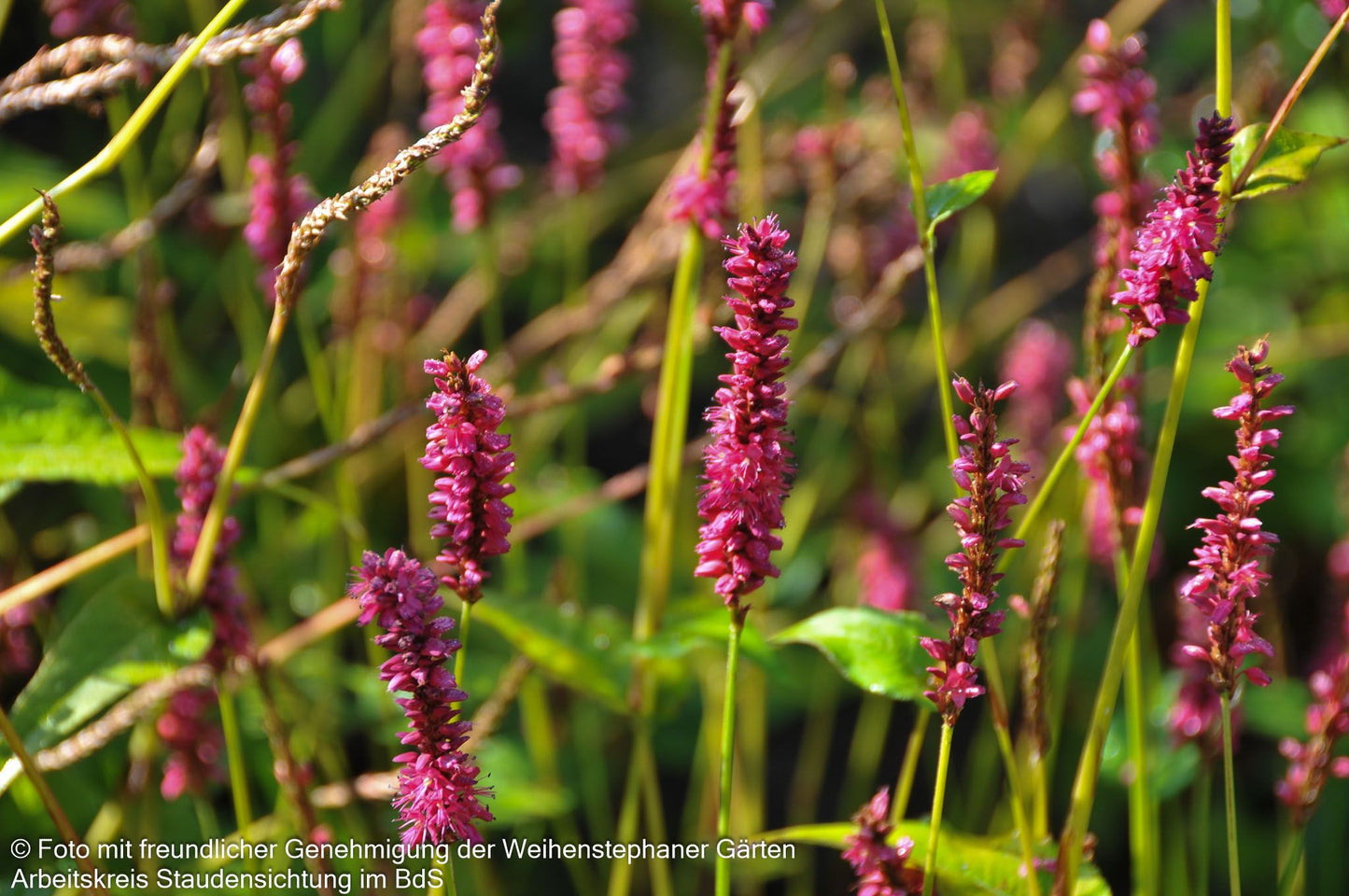 Kerzenknöterich 'Lisan' (Persicaria amplexicaulis)
