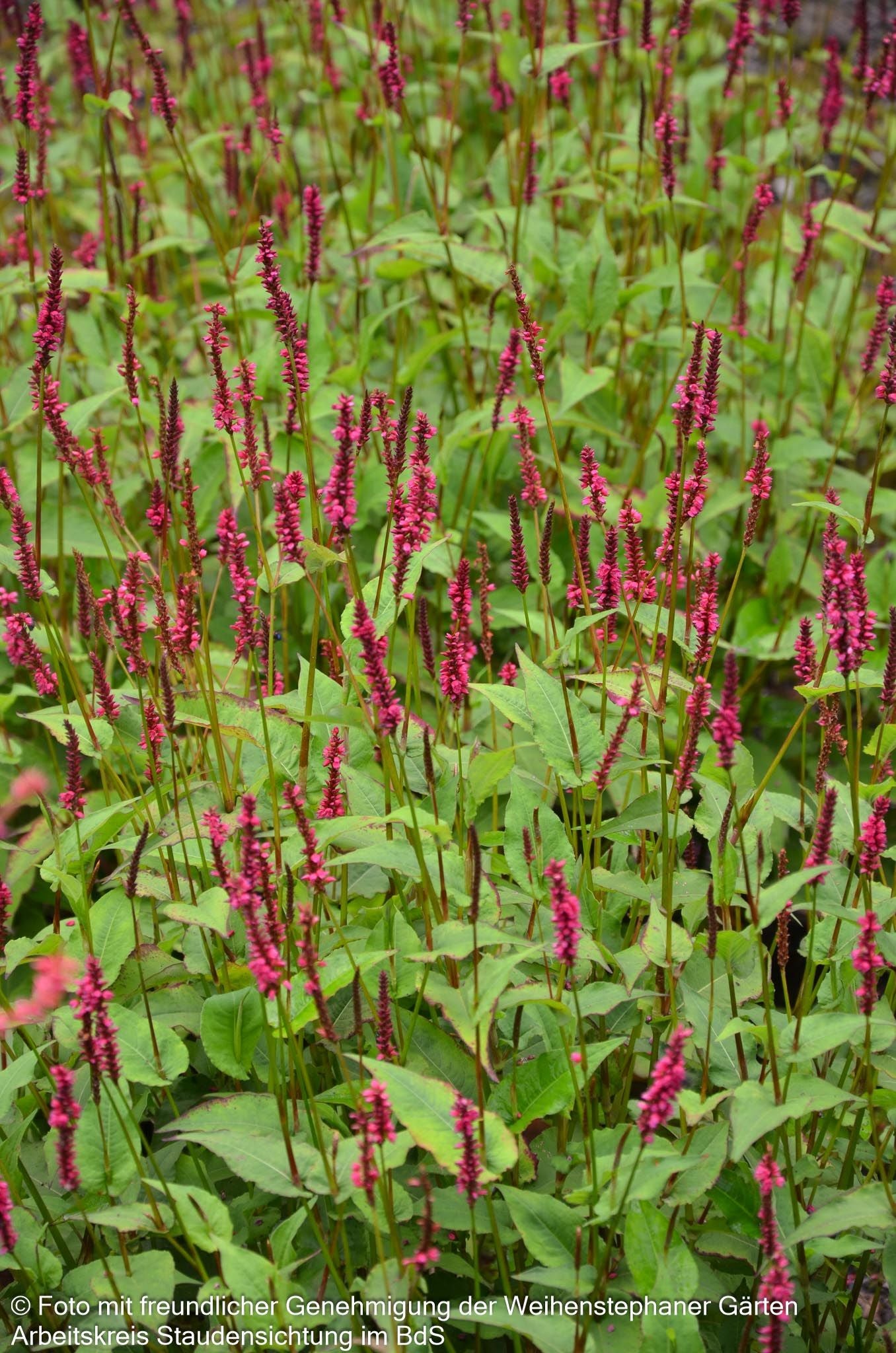 Kerzenknöterich 'Lisan' (Persicaria amplexicaulis)