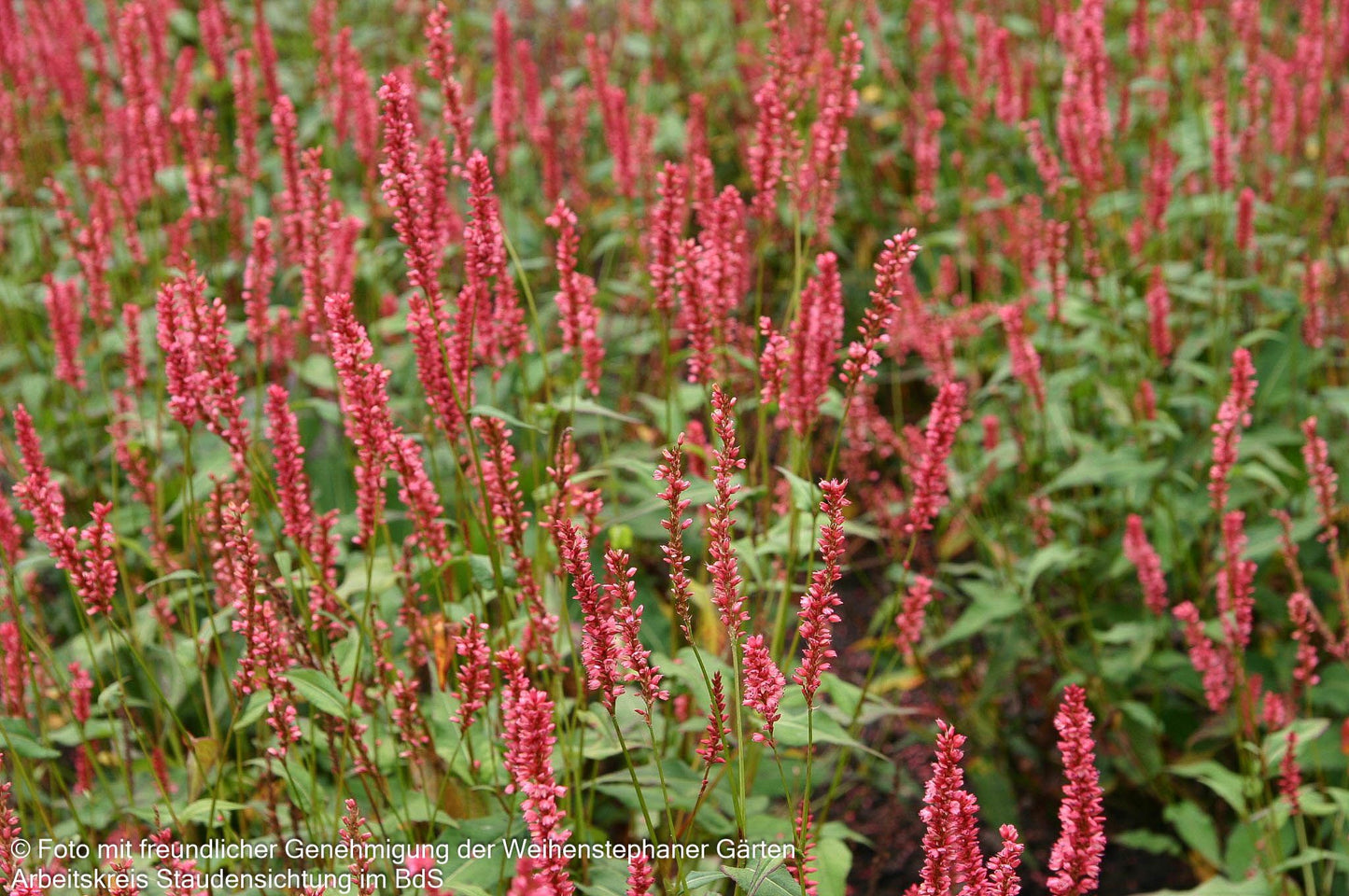Kerzenknöterich 'Orangofield' (Persicaria amplexicaulis)