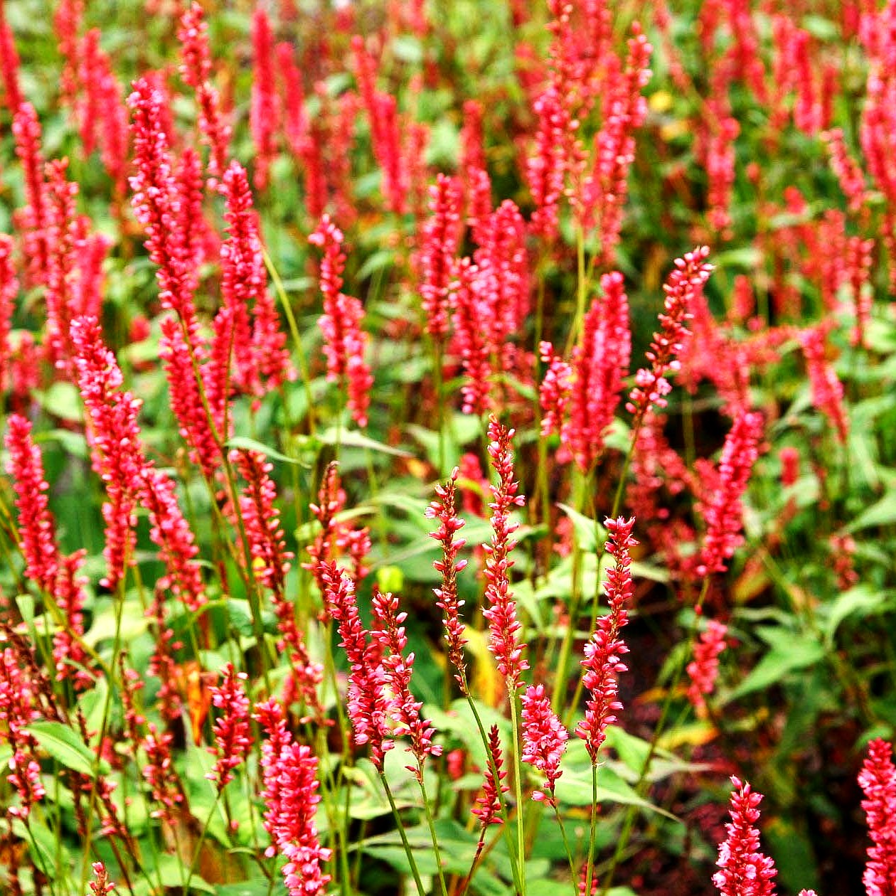 Kerzenknöterich 'Orangofield' (Persicaria amplexicaulis)