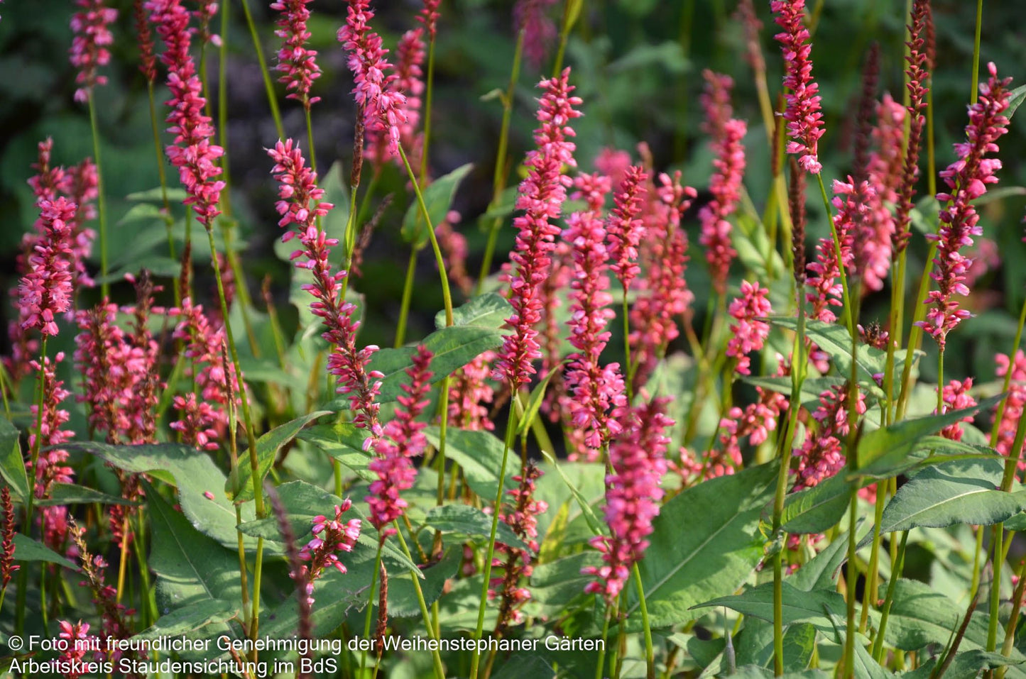 Kerzenknöterich 'Orangofield' (Persicaria amplexicaulis)