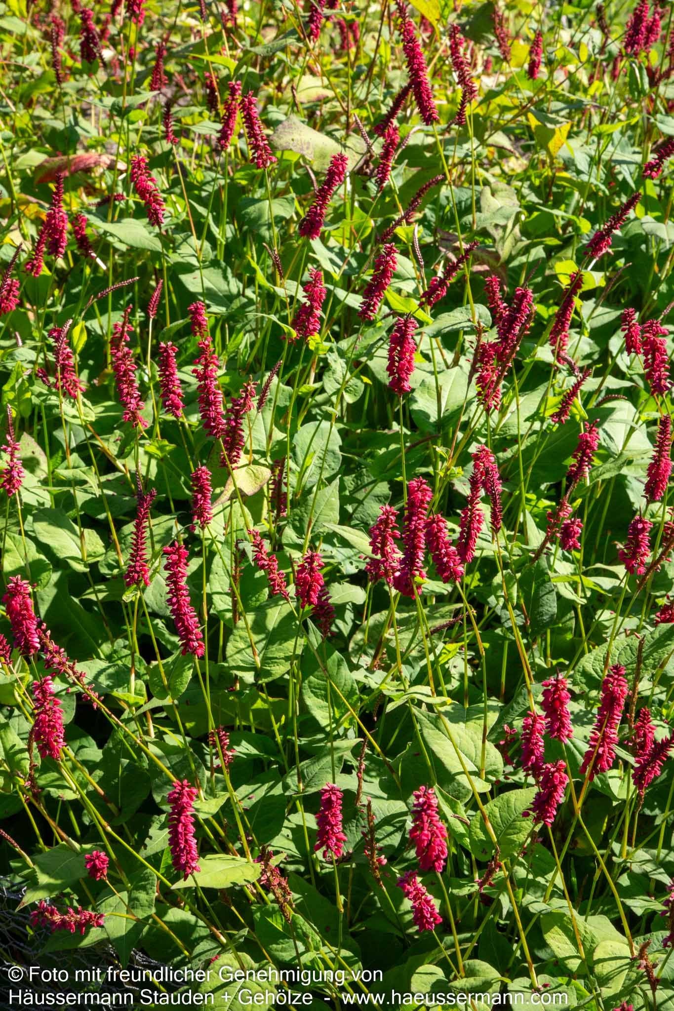Kerzenknöterich 'Taurus' (Persicaria amplexicaulis)