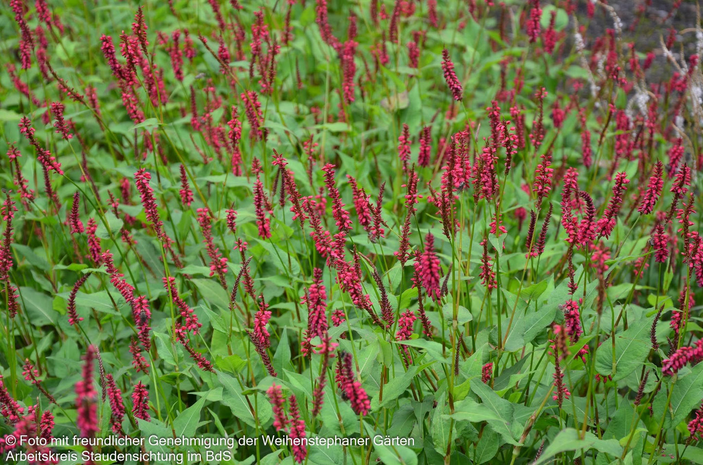 Kerzenknöterich 'Taurus' (Persicaria amplexicaulis)