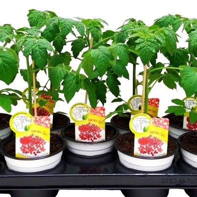 Kirsch-Tomate 'Pepe' (Tomate)