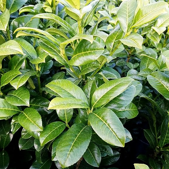 Kirschlorbeer 'Ani' (Prunus lauroc.)