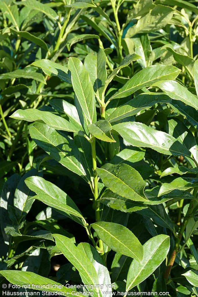 Kirschlorbeer 'Caucasica Fontanette' 'Caucasica Fontanette' (Prunus lauroc.)
