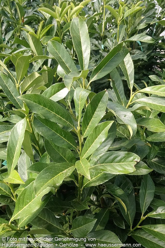 Kirschlorbeer 'Caucasica Fontanette' 'Caucasica Fontanette' (Prunus lauroc.)