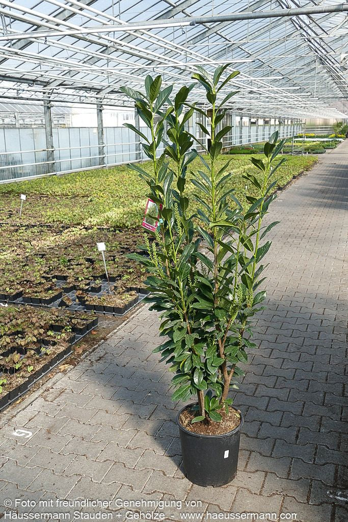 Kirschlorbeer 'Elly'  -R- 'Elly' (Prunus lauroc.)