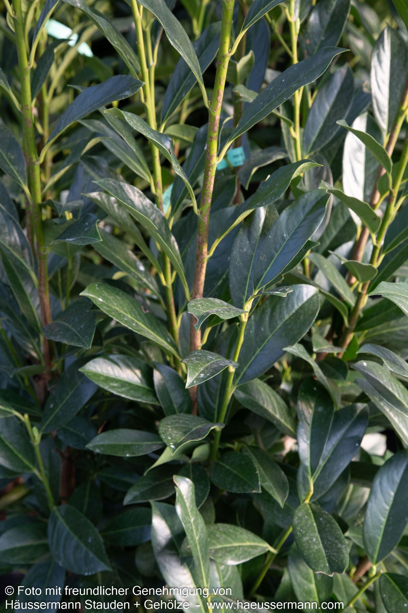 Kirschlorbeer 'Elly'  -R- 'Elly' (Prunus lauroc.)