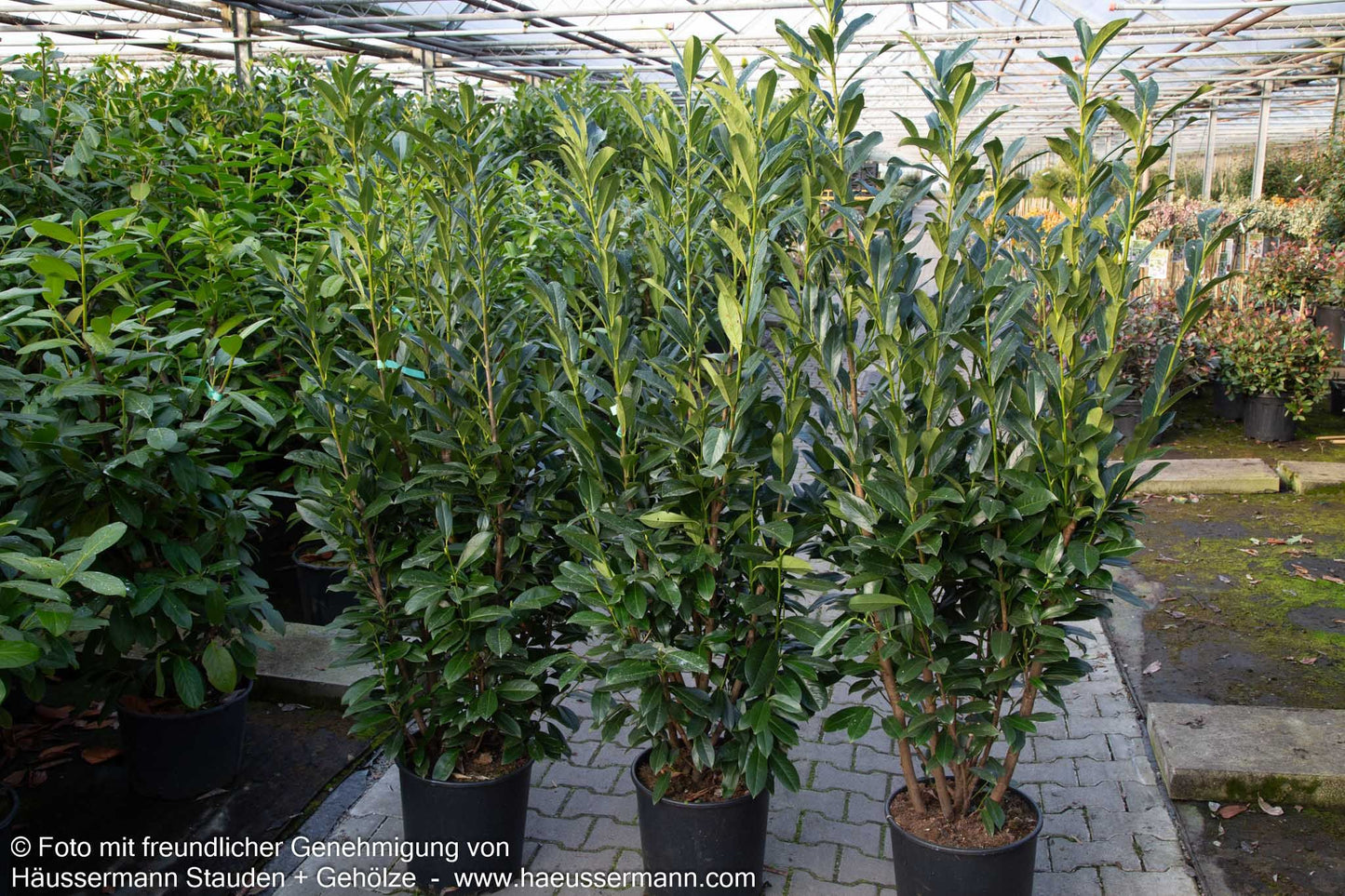 Kirschlorbeer 'Elly'  -R- 'Elly' (Prunus lauroc.)