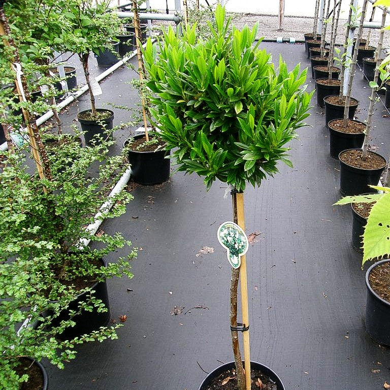 Kirschlorbeer 'Gajo' (Prunus lauroc.)