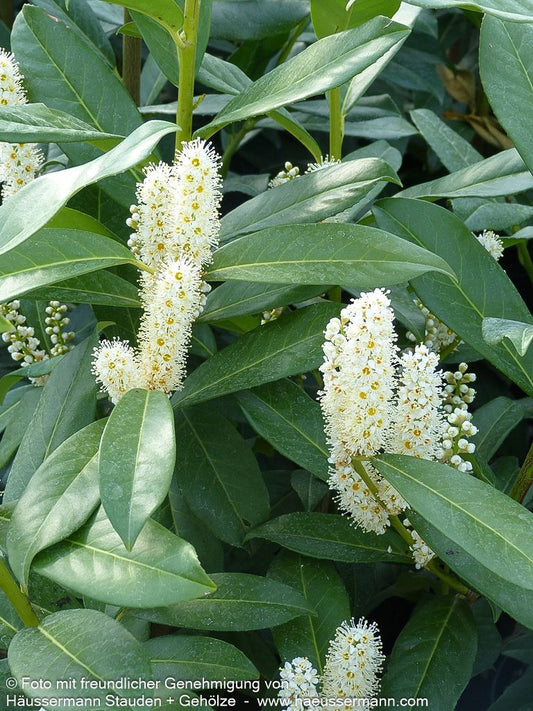 Kirschlorbeer 'Genolia'  -R- 'Genolia' (Prunus lauroc.)
